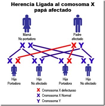 herencia genetica enfermedad recesiva herriott ciencia cromosoma